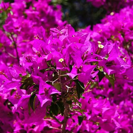 Le Bougainvillea 1 Корбетта Экстерьер фото