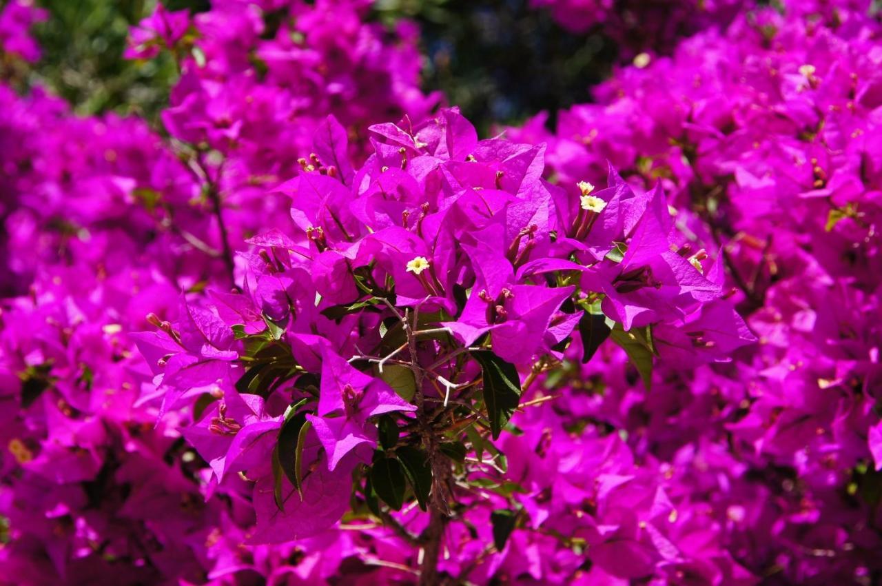 Le Bougainvillea 1 Корбетта Экстерьер фото